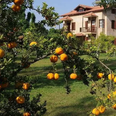 Yonca Fethiye